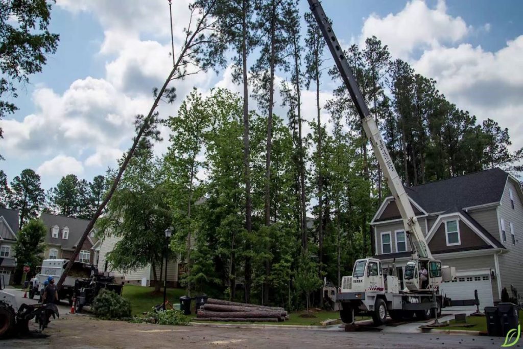 5 Things to Tell Clients About Using a Crane Service for Tree Removal