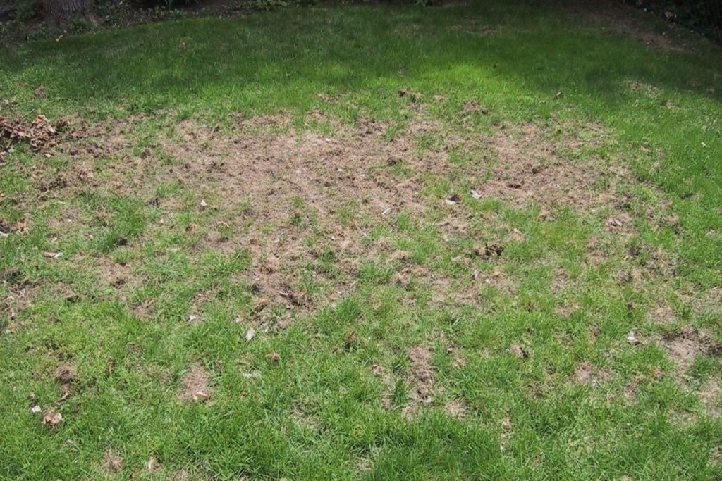 Bring Your Lawn Back to Life 6 Steps to Revive Dying Grass