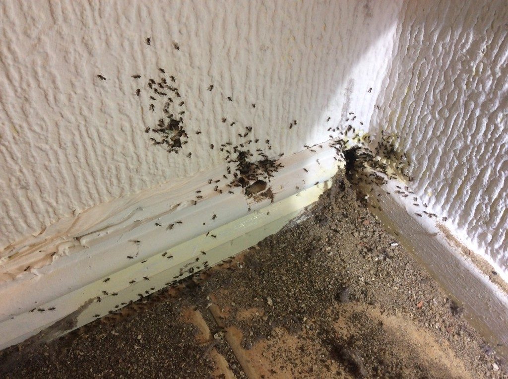 get rid ants house