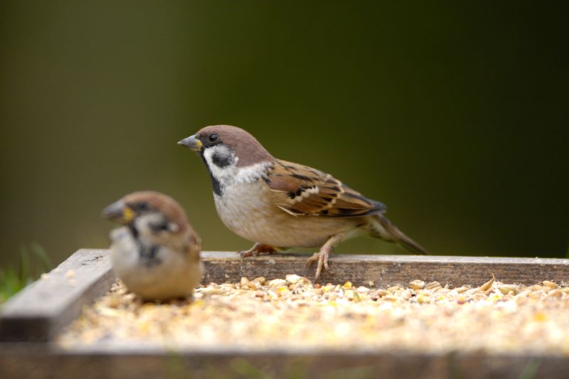 How to Choose a Bird Table