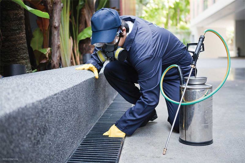 How to Choose an Adelaide Pest Control Company