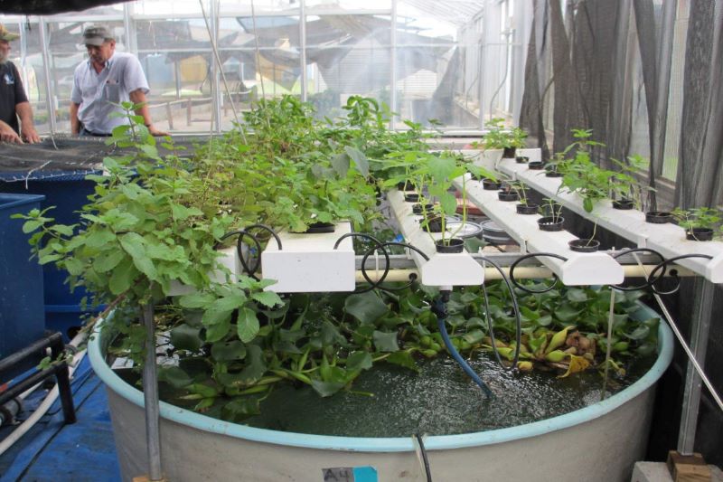 Plants That Does Exceptionally Well in Aquaponics Garden