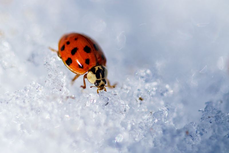 What is an Overwintering Bug