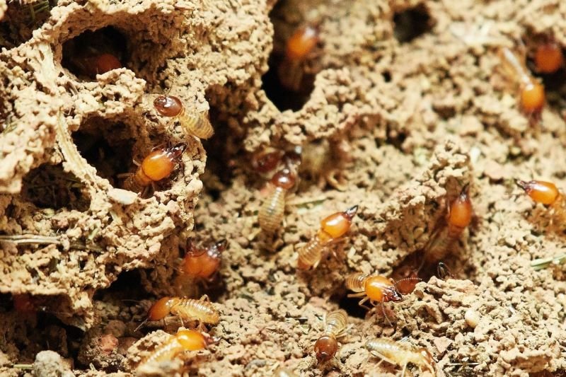 What Are Termites and How Can I Get Rid of Them